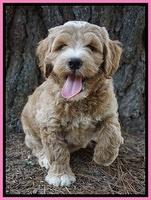 Dawn Dapper Dan pups 7 wks old 91