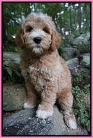 Dawn Dapper Dan pups 8 wks old 2122