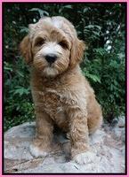 Dawn Dapper Dan pups 8 wks old 4122