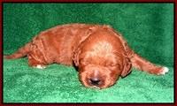Dawn Dapper Dan pups 2 wks old 101