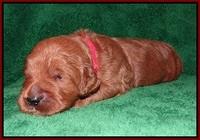 Dawn Dapper Dan pups 2 wks old 81