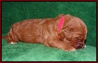 Dawn Dapper Dan pups 2 wks old 91