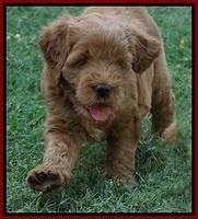 Dawn Dapper Dan pups 6 wks old 111