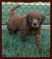 Dawn Dapper Dan pups 6 wks old 81