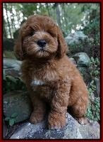 Dawn Dapper Dan pups 8 wks old 122000