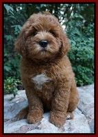 Dawn Dapper Dan pups 8 wks old 132000