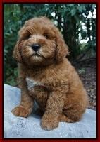 Dawn Dapper Dan pups 8 wks old 142000