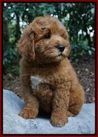 Dawn Dapper Dan pups 8 wks old 152000