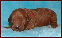 Dawn Dapper pups 1 wk old 51
