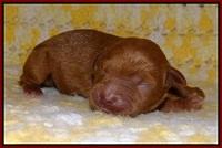 Dawn Dapper pups newborn 61