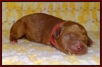 Dawn Dapper pups newborn 71