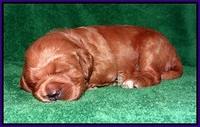 Dawn Dapper Dan pups 2 wks old 111