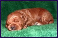 Dawn Dapper Dan pups 2 wks old 121