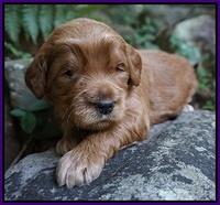 Dawn Dapper Dan pups 3 wks old 71