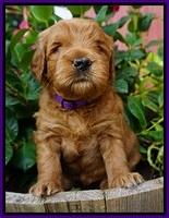 Dawn Dapper Dan pups 4 wks old 91