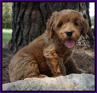 Dawn Dapper Dan pups 7 wks old 151