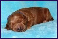 Dawn Dapper pups 1 wk old 81