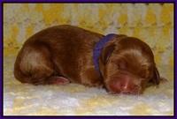 Dawn Dapper pups newborn 81