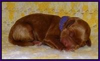 Dawn Dapper pups newborn 91