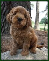 Dawn Dapper Dan pups 7 wks old 201