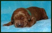 Dawn Dapper pups 1 wk old 101