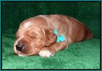 Dawn Dapper Dan pups 2 wks old 161