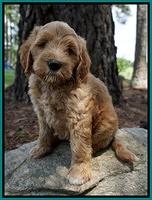 Dawn Dapper Dan pups 7 wks old 221