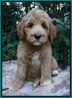 Dawn Dapper Dan pups 8 wks old 172000