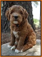 Dawn Dapper Dan pups 7 wks old 261