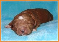 Dawn Dapper pups 1 wk old 141