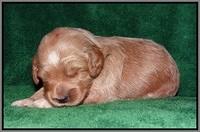 Dawn Dapper Dan pups 2 wks old 191
