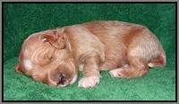 Dawn Dapper Dan pups 2 wks old 201
