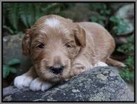 Dawn Dapper Dan pups 3 wks old 171