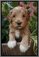 Dawn Dapper Dan pups 4 wks old 201
