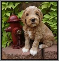 Dawn Dapper Dan pups 5 wks old 241