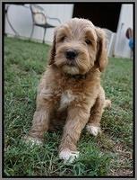 Dawn Dapper Dan pups 6 wks old 311