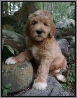 Dawn Dapper Dan pups 8 wks old 12000