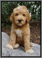 Dawn Dapper Dan pups 8 wks old 42000