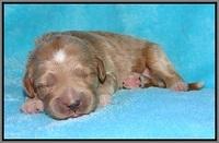 Dawn Dapper pups 1 wk old 161
