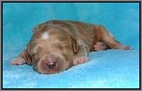 Dawn Dapper pups 1 wk old 171