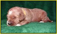 Dawn Dapper Dan pups 2 wks old 221