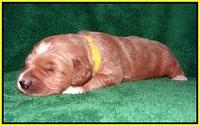 Dawn Dapper Dan pups 2 wks old 231