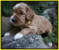 Dawn Dapper Dan pups 3 wks old 201