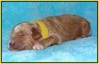 Dawn Dapper pups 1 wk old 181
