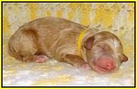 Dawn Dapper pups newborn 191