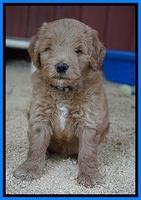 Dawn Dapper Dan pups 6 wks old 351