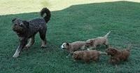 Dawn Dapper Dan pups 7 wks old 11