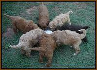 Dawn Dapper Dan pups 7 wks old 21
