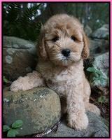Peretz family: Sadie