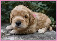 Mazie Blaze pups 3 wks old 31